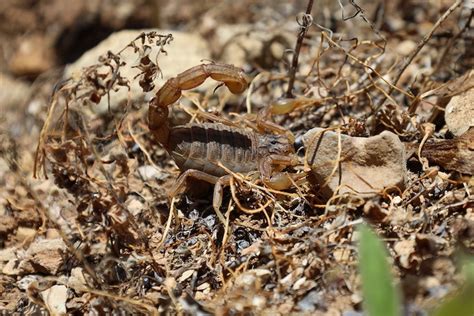 Taking Control: Strategies to Overcome Fear and Anxiety Triggered by Dreams of Scorpion Attacks