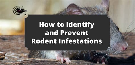 Taking Preventive Measures: Actions to Avoid Rat Infestations