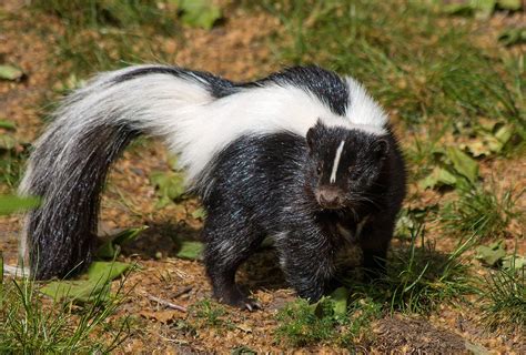 Taking into Account Your Personal Associations with Skunks