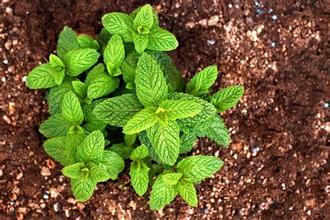 Taking the First Step: Planting Mint Seeds