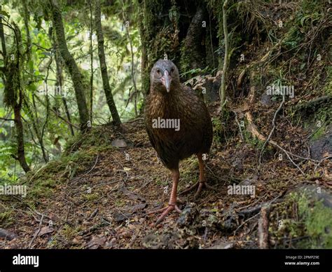 Taming the Flightless Bird: Approaches for Analyzing and Resolving Dreams of Feathered Foes