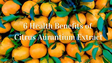 Tapping into Nature's Elixir: The Medicinal and Therapeutic Properties of Citrus aurantium