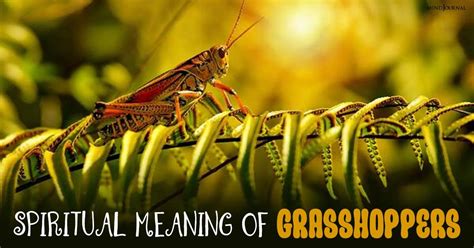 Tapping into Nature's Wisdom: The Significance of Grasshoppers as Symbols