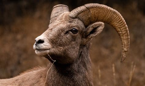 Tapping into the Power of the Regal Ivory Bighorn Sheep as a Spirit Animal