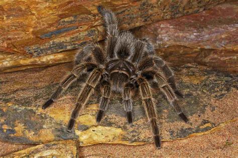 Tarantula Pets: An Increasingly Popular Trend