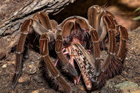 Tarantulas in Mythology and Folklore: Exploring Their Significance in the Interpretation of Dreams