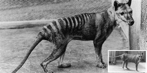 Tasmania's Lost Treasure: A Glimpse Into the Enigmatic Thylacine