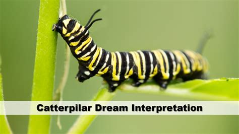 Techniques for Deciphering and Utilizing the Potency of Caterpillar Dreams