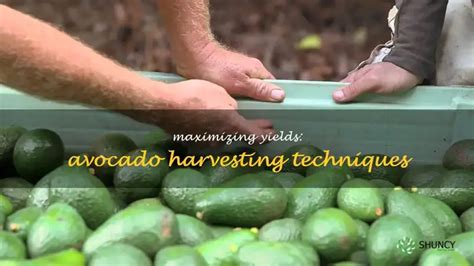 Techniques for Maximizing Yield During the Harvesting Process