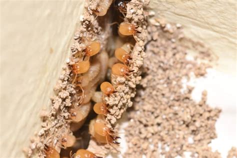 Termites: Nature's Silent Recyclers