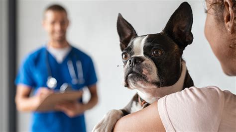 Terriers and Health: Typical Concerns and How to Provide Proper Care