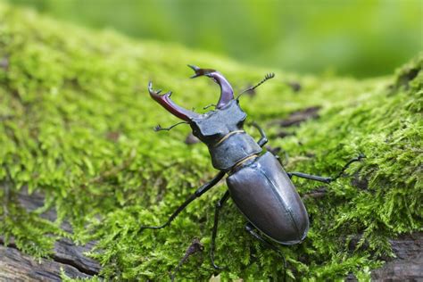 The Abundance of Beetles: Unveiling Its Profound Meaning