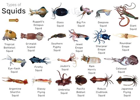 The Abundant Species: A Comprehensive Overview of Various Many Squid Types