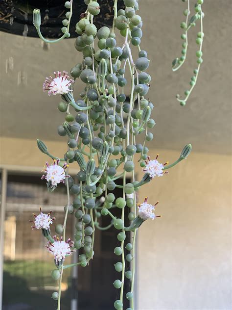 The Abundant Yield: From Blooms to Succulent Produce