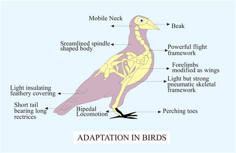 The Adaptability of Avian Species to Aquatic Environments