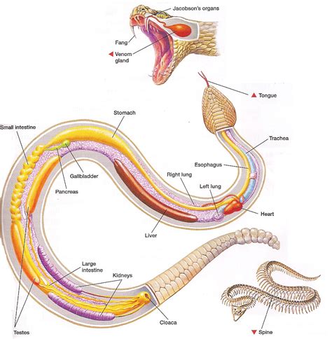 The Adaptations of Soaring Serpents