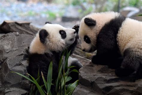 The Adorable Giant Pandas and Their Cuddly Cubs