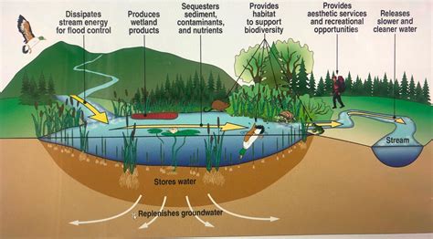 The Advantages of Cleansing in Nature's Aquatic Environments