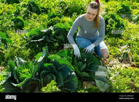 The Advantages of Cultivating Cabbage in Your Personal Garden