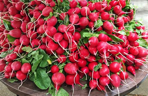 The Advantages of Cultivating Radishes for Your Garden