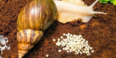 The Advantages of Cultivating Snails: An Excellent Investment Opportunity