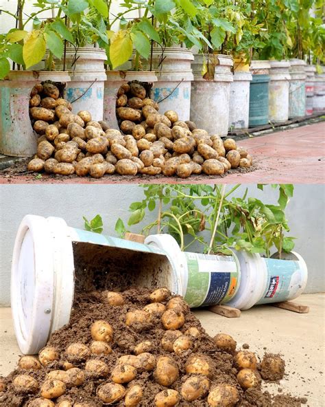 The Advantages of Cultivating Your Own Potatoes