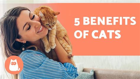 The Advantages of Having Multiple Cats in Your Life