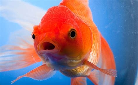 The Advantages of Having a Pet Goldfish