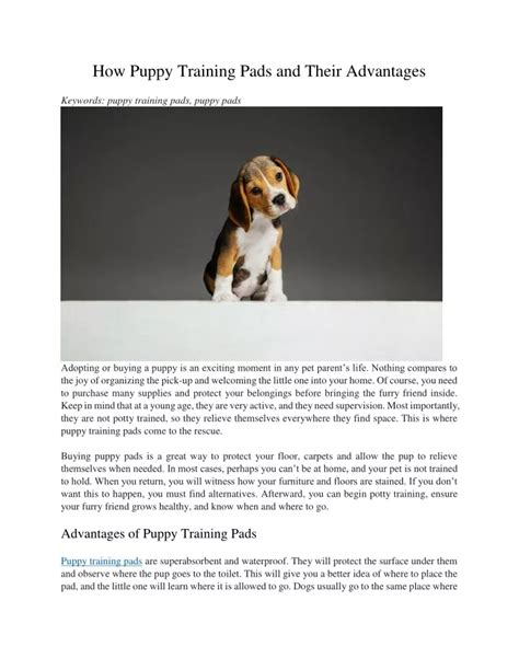 The Advantages of Puppy Training for Both You and Your Furry Companion