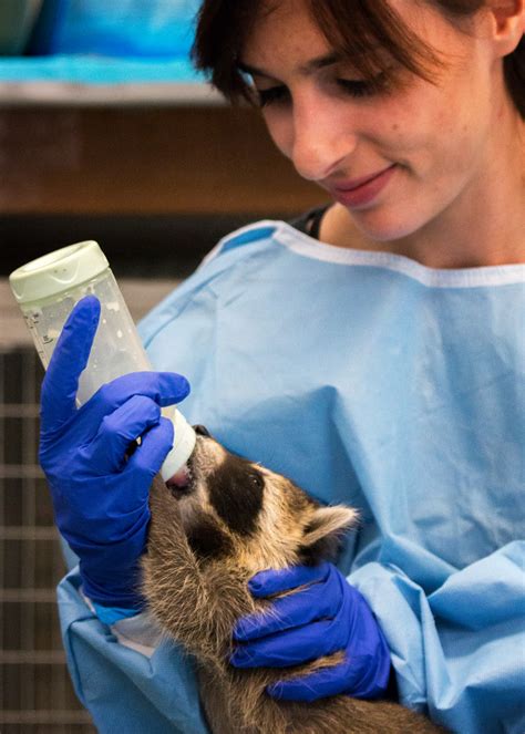 The Advantages of Volunteering at Wildlife Rehabilitation Centers