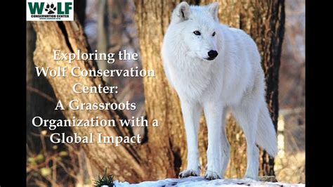 The Advantages of Wolf Conservation and Supporting Wildlife Organizations