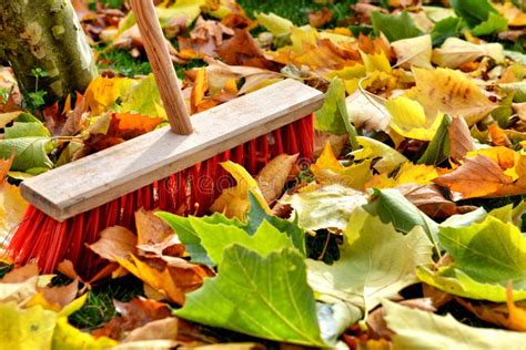 The Aesthetics of Nature: Appreciating the Artistry of Sweeping Green Leaves