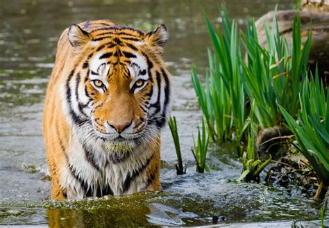 The Aggression and Instinctual Nature of Tigers