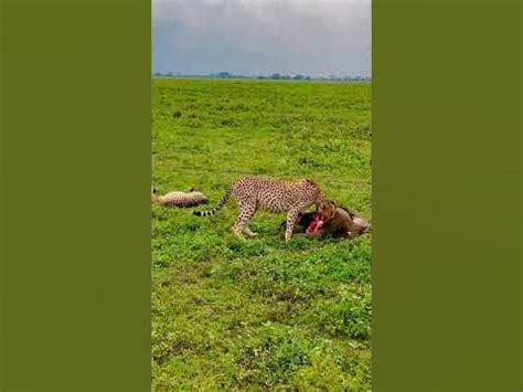 The Agile Bound of the Cheetah: Investigating the Swiftest Terrestrial Animal on Earth