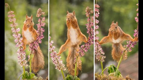 The Agile Squirrel: A Master of Acrobatics