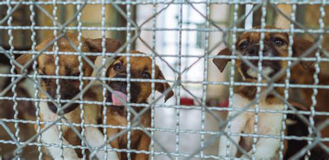 The Alarming Truth: The Harsh Reality of Puppy Mills