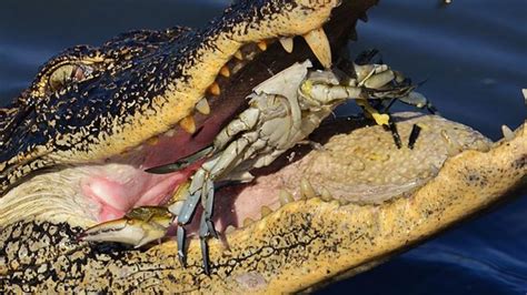 The Alligator: A Formidable and Terrifying Presence