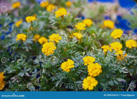 The Allure and Symbolism of Petite Golden Blooms