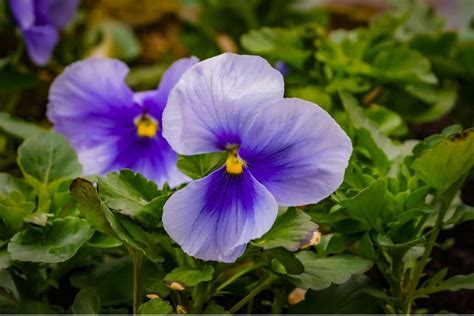 The Allure and Symbolism of Violets during the Spring Season