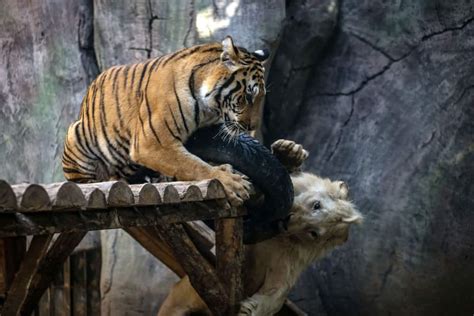 The Allure of Exotic Pets: From Lions to Tigers