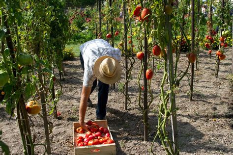 The Allure of Farm Life: Embracing a Simpler Lifestyle