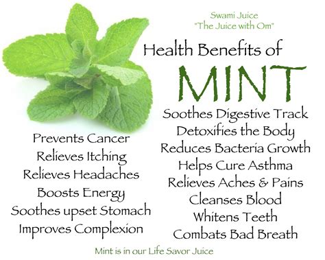 The Allure of Fresh Mint Leaves: Its Therapeutic and Medicinal Benefits