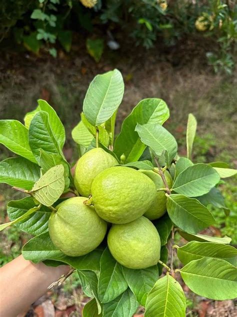 The Allure of Guava: Exploring the Irresistible Taste and Aroma