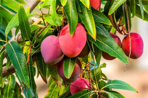 The Allure of Harvesting Ripe Mango: An Exquisite Experience