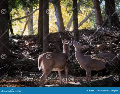 The Allure of Having a Deer as a Companion