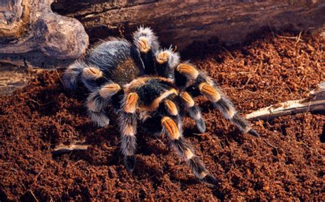 The Allure of Keeping Tarantulas as Pets: Revealing the Sublimity of their Exquisite Beauty