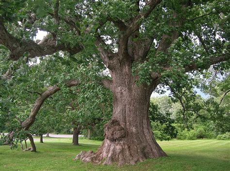 The Allure of Mighty Oak Trees: An Enigmatic Vision Worth Exploring