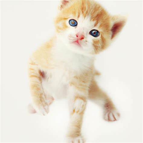 The Allure of Miniature Cats: Exploring Their Popularity