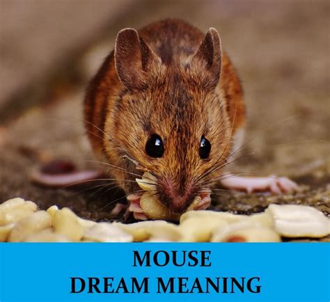 The Allure of Mouse Dreams