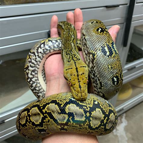 The Allure of Pet Pythons: comprehending the Attraction towards these Serpent Species